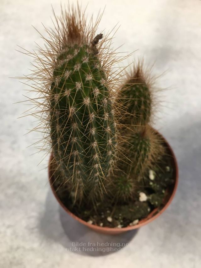 Kaktus, denne gang fysisk